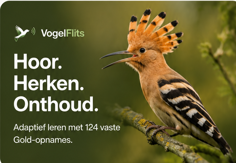 VogelFlits — Hoor. Herken. Onthoud. Hop met open bek